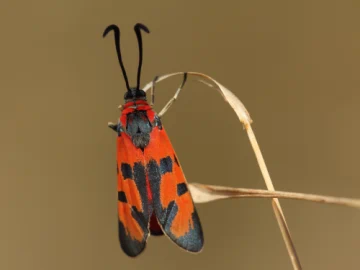 vřetenuška pozdní